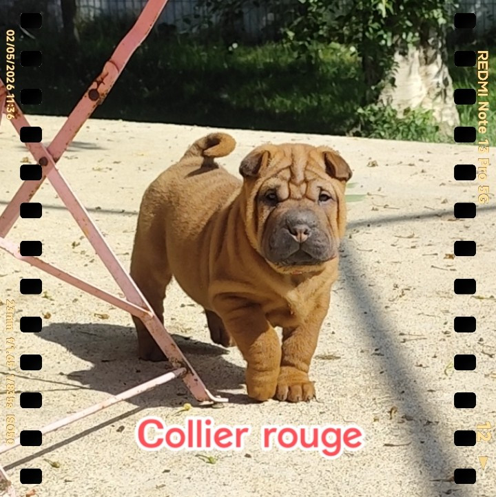 du Royaume des Samouraïs - Chiots disponibles - Shar Pei