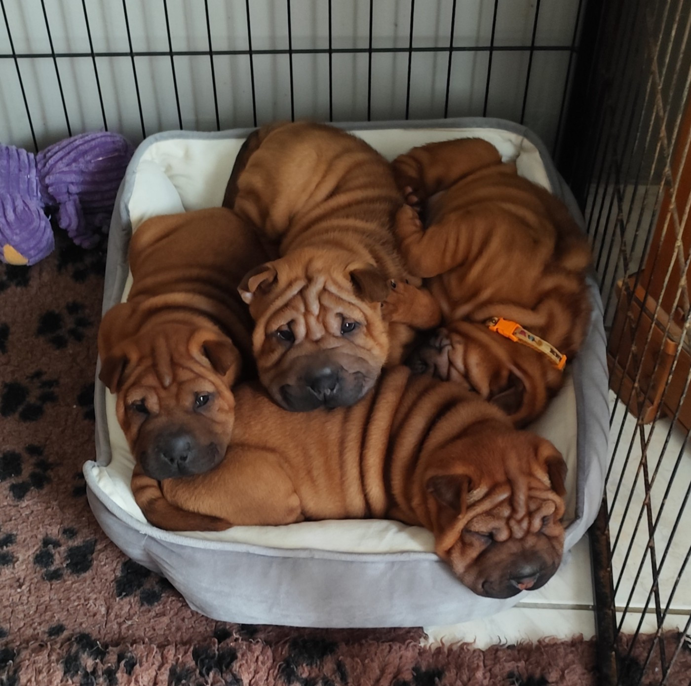 du Royaume des Samouraïs - Shar Pei - Portée née le 12/03/2026