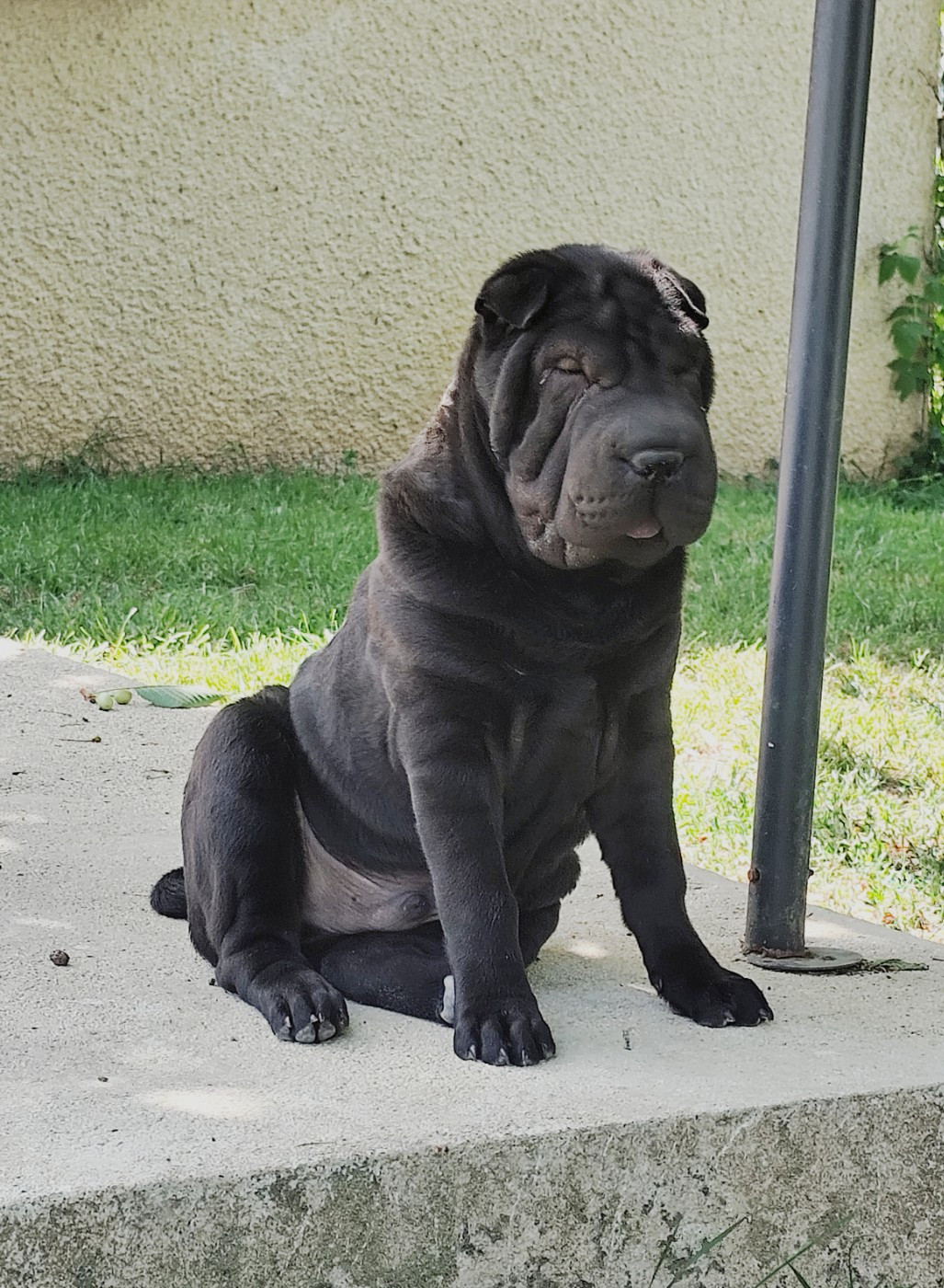 du Royaume des Samouraïs - Chiots disponibles - Shar Pei