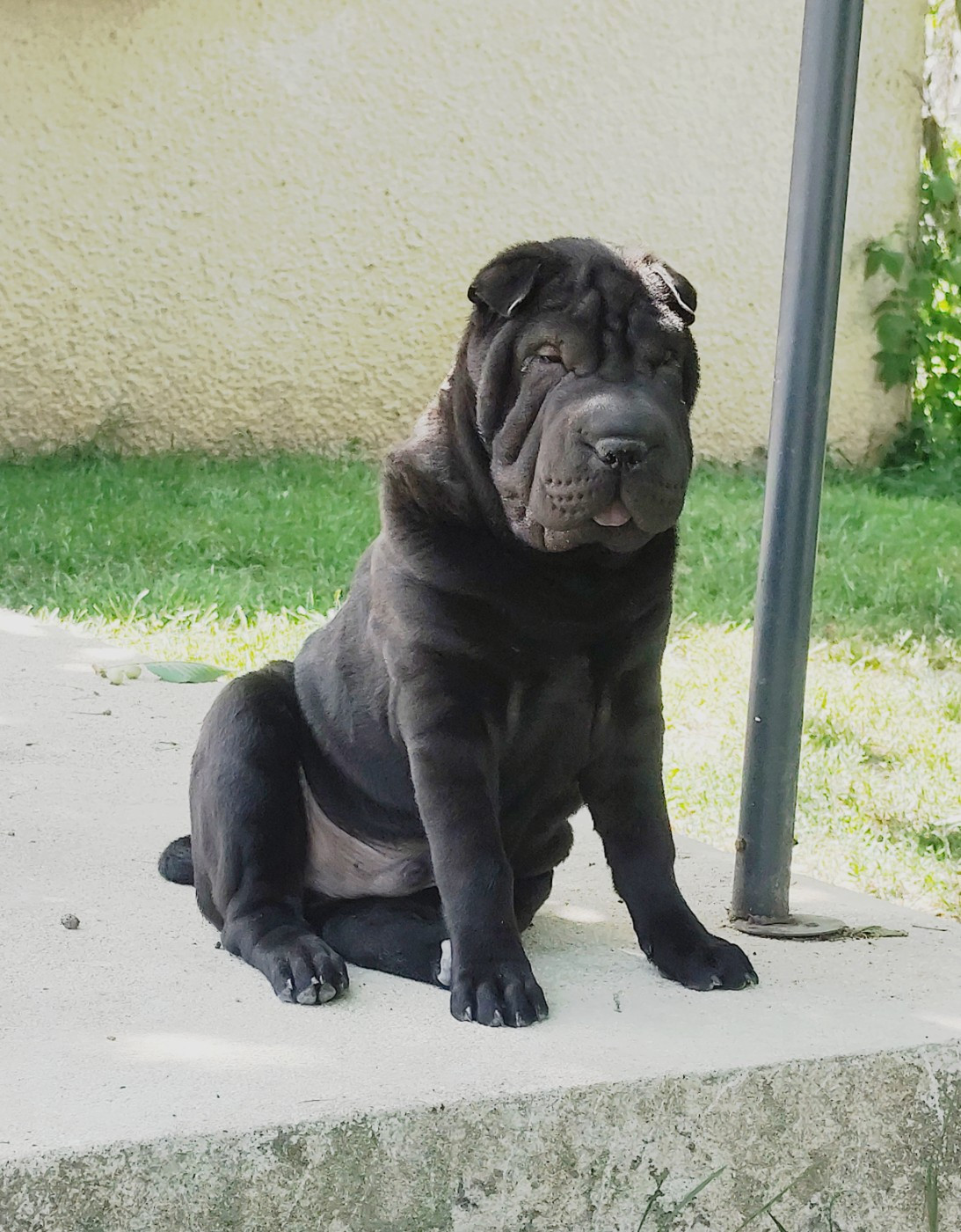 du Royaume des Samouraïs - Shar Pei - Portée née le 16/01/2026