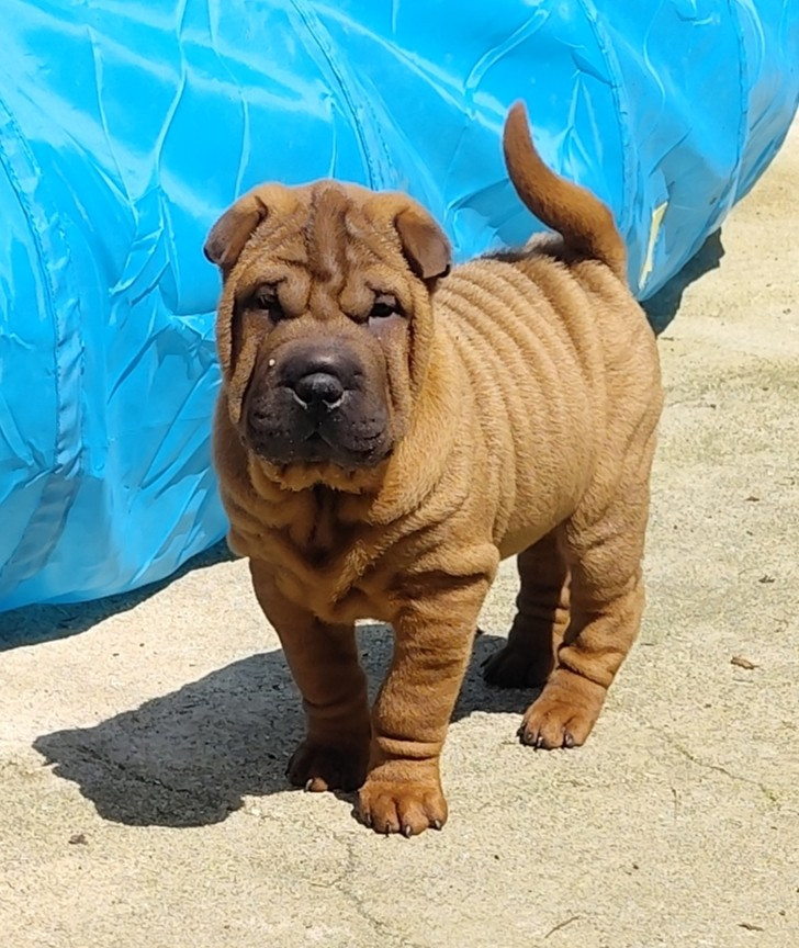 du Royaume des Samouraïs - Chiots disponibles - Shar Pei