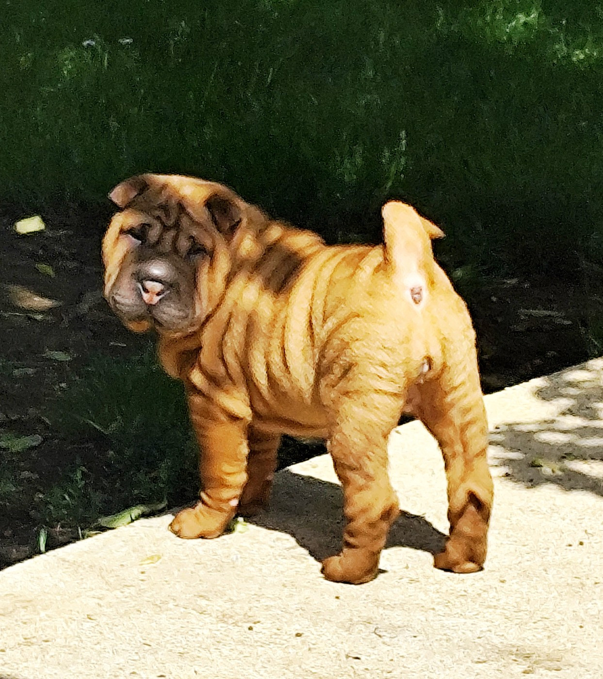 du Royaume des Samouraïs - Chiots disponibles - Shar Pei