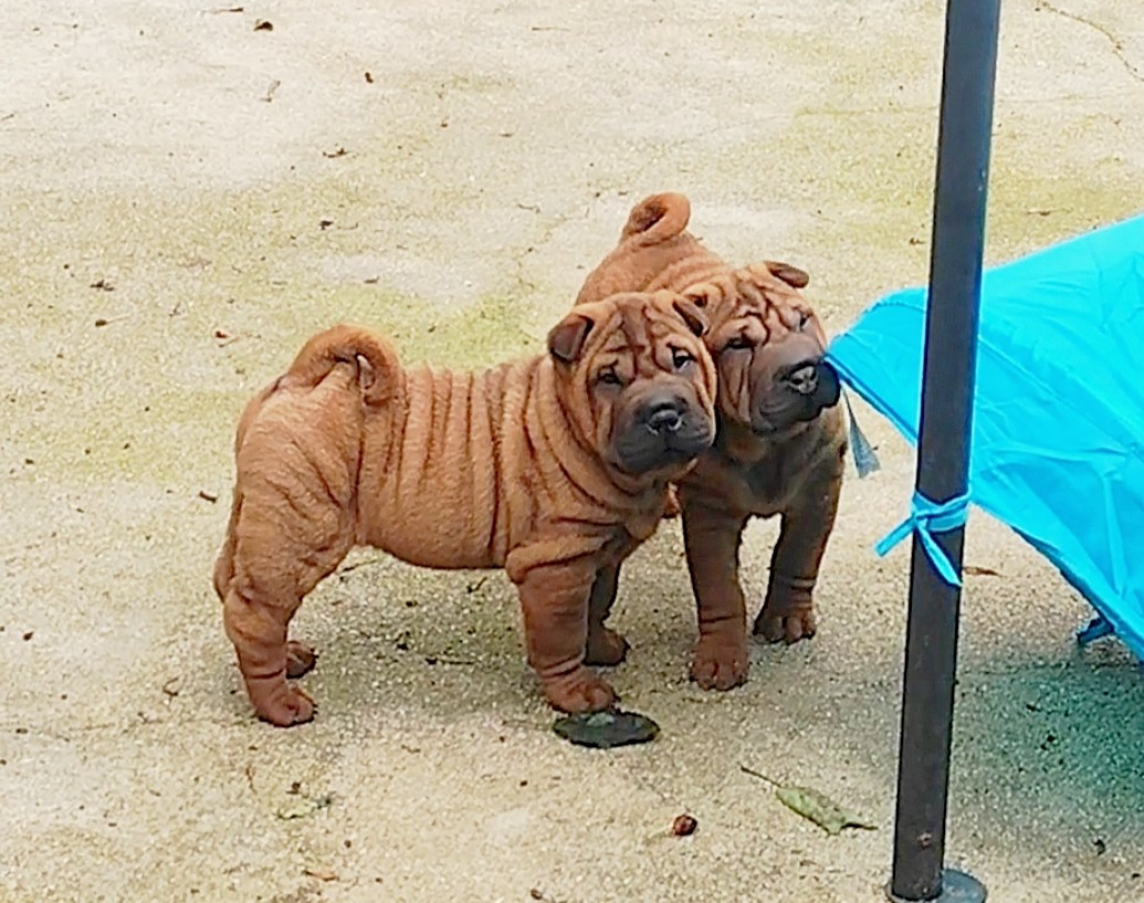 Chiot Shar Pei du Royaume des Samouraïs