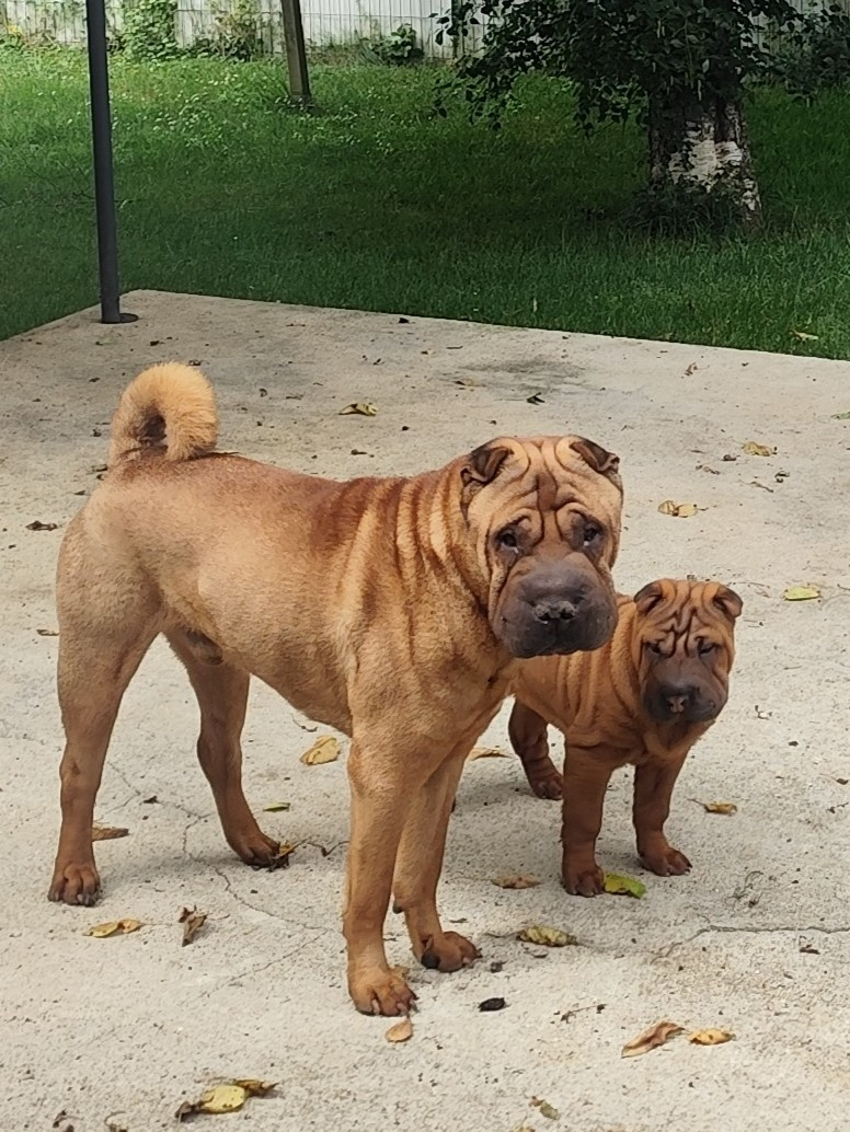 du Royaume des Samouraïs - Shar Pei - Portée née le 12/03/2026