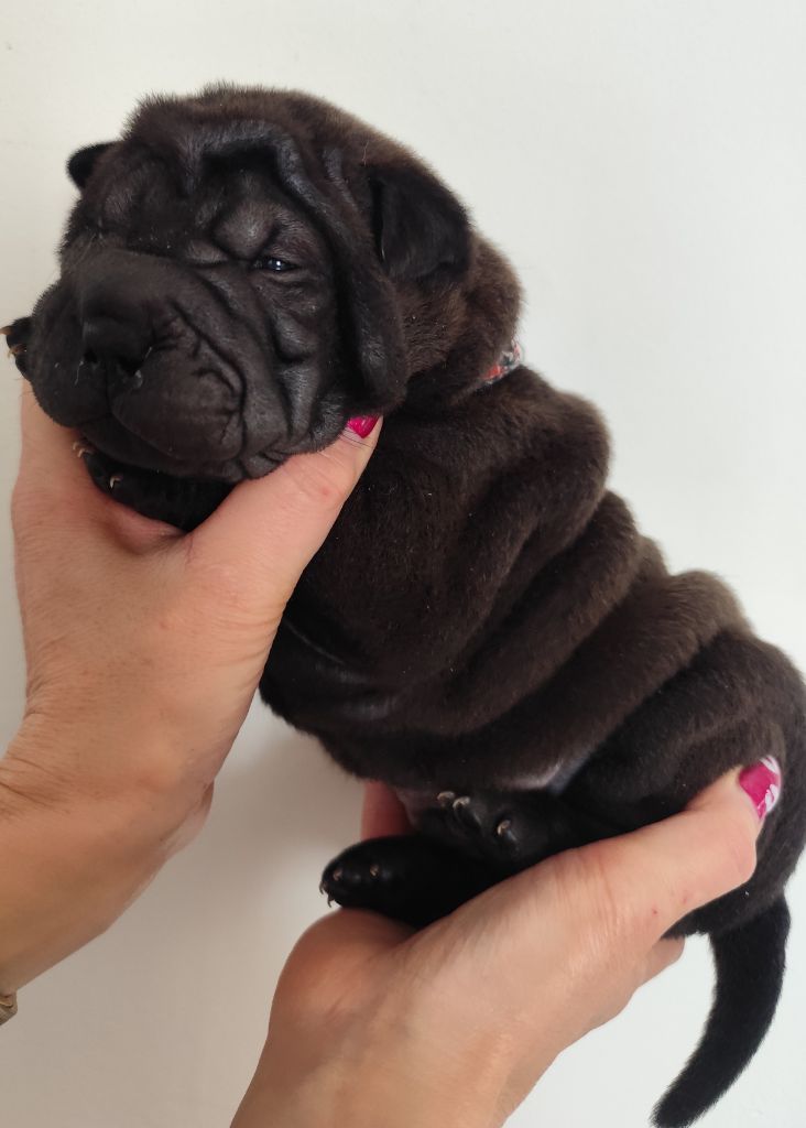 du Royaume des Samouraïs - Chiots disponibles - Shar Pei