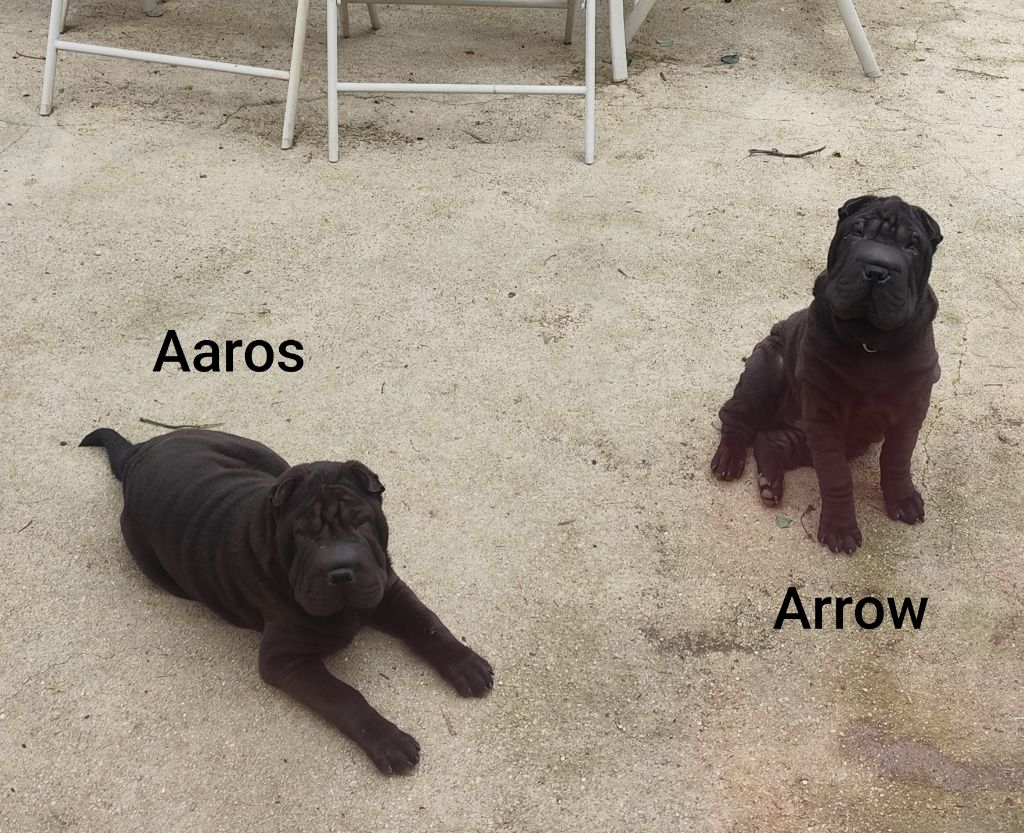 Chiot Shar Pei du Royaume des Samouraïs