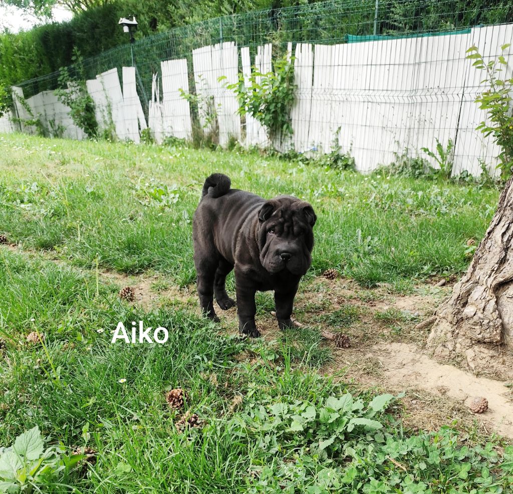 du Royaume des Samouraïs - Chiots disponibles - Shar Pei