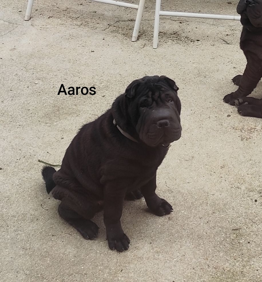 du Royaume des Samouraïs - Chiots disponibles - Shar Pei