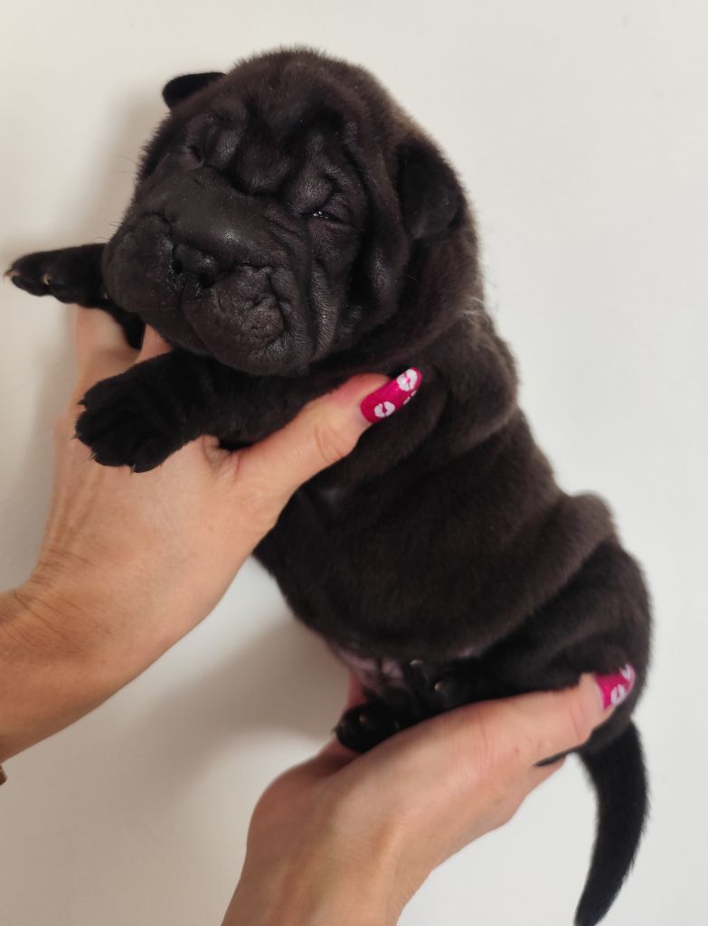 du Royaume des Samouraïs - Chiots disponibles - Shar Pei