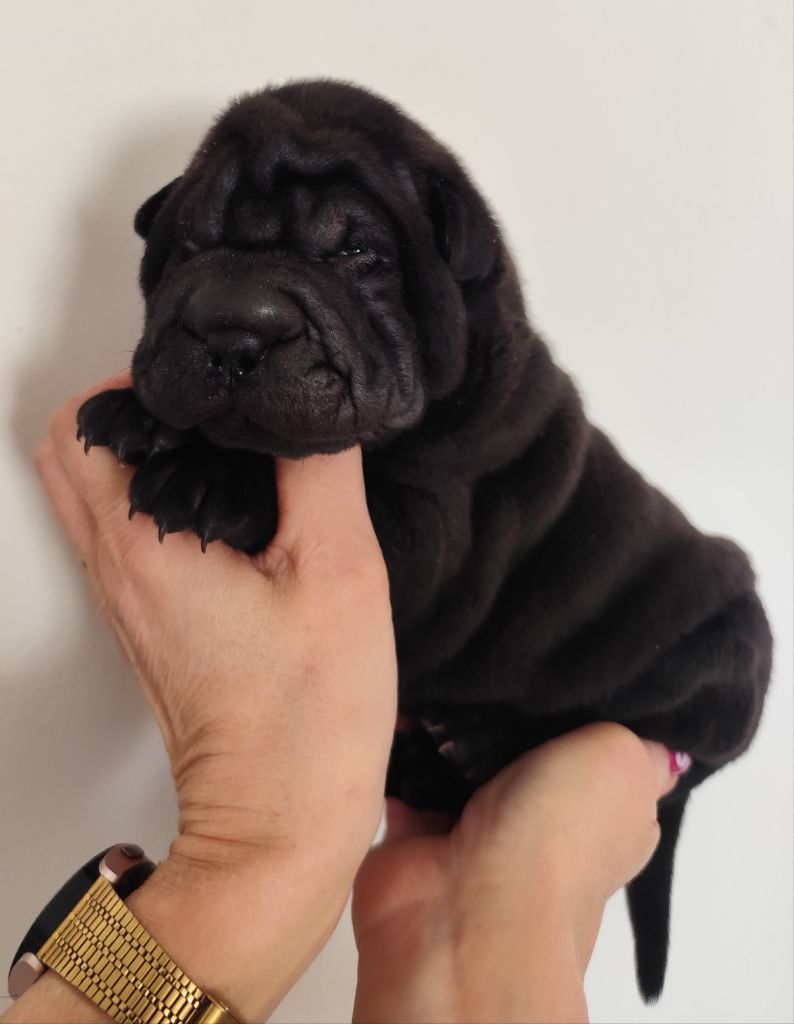 du Royaume des Samouraïs - Chiots disponibles - Shar Pei