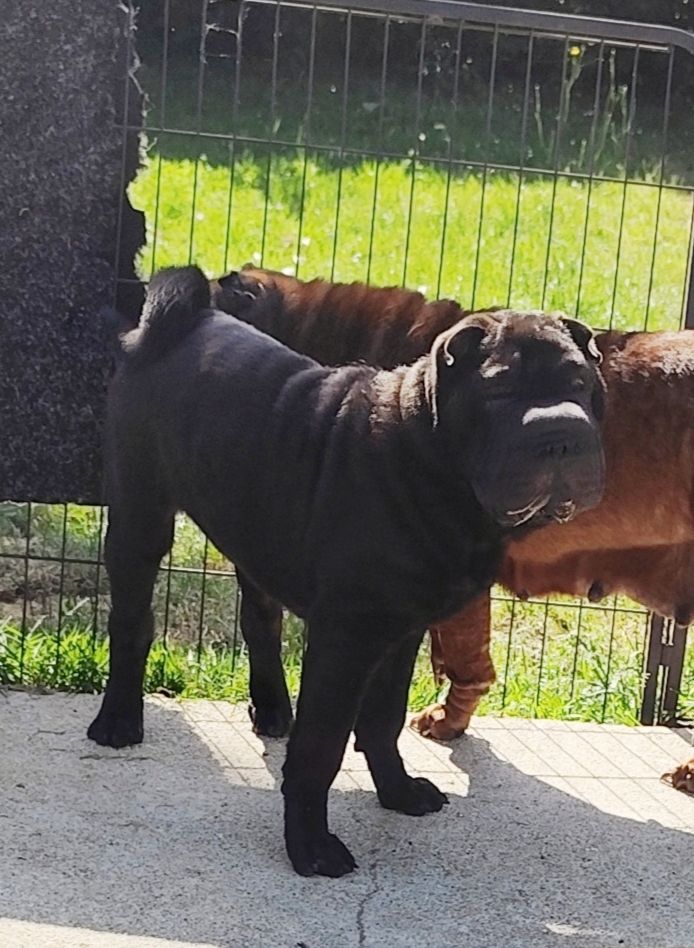 du Royaume des Samouraïs - Chiots disponibles - Shar Pei