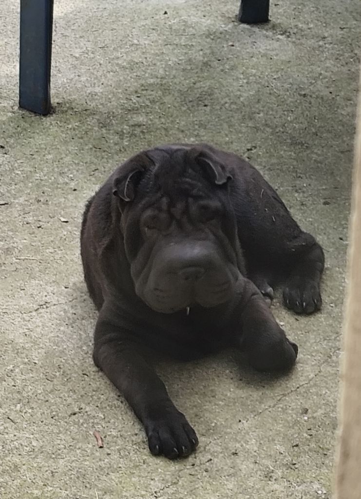 du Royaume des Samouraïs - Chiots disponibles - Shar Pei