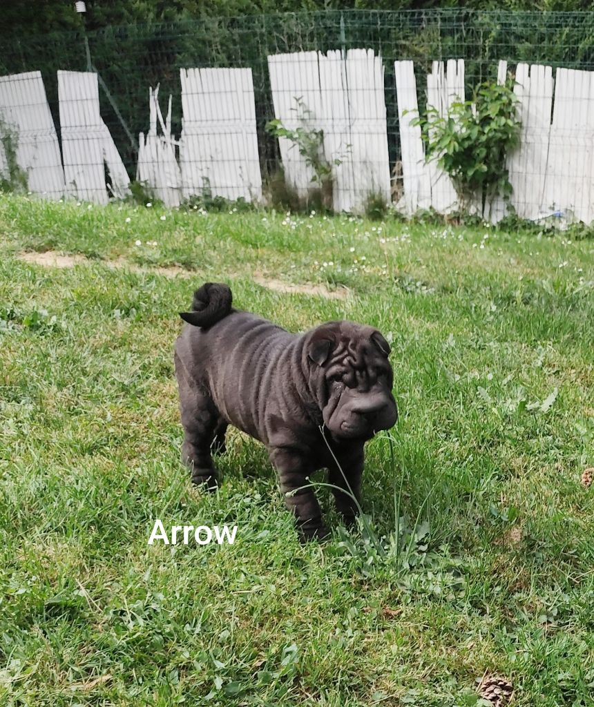 du Royaume des Samouraïs - Chiots disponibles - Shar Pei