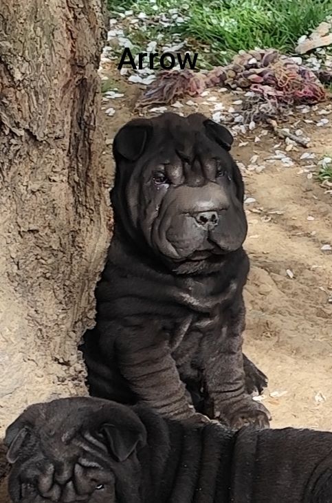 du Royaume des Samouraïs - Chiots disponibles - Shar Pei