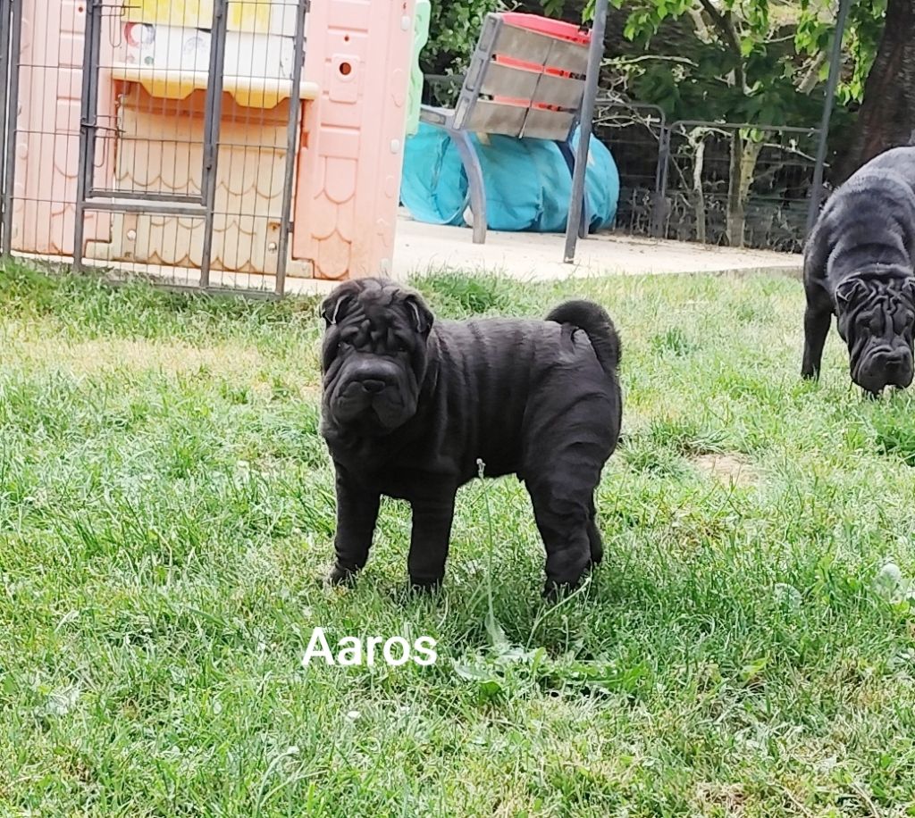 du Royaume des Samouraïs - Chiots disponibles - Shar Pei