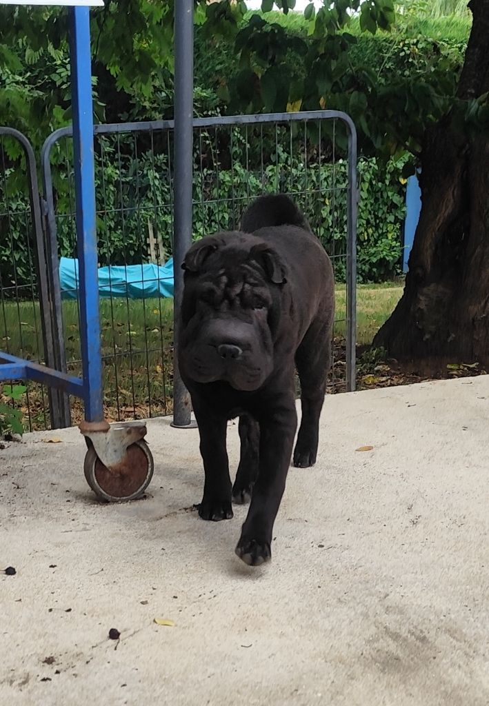 Chiot Shar Pei du Royaume des Samouraïs
